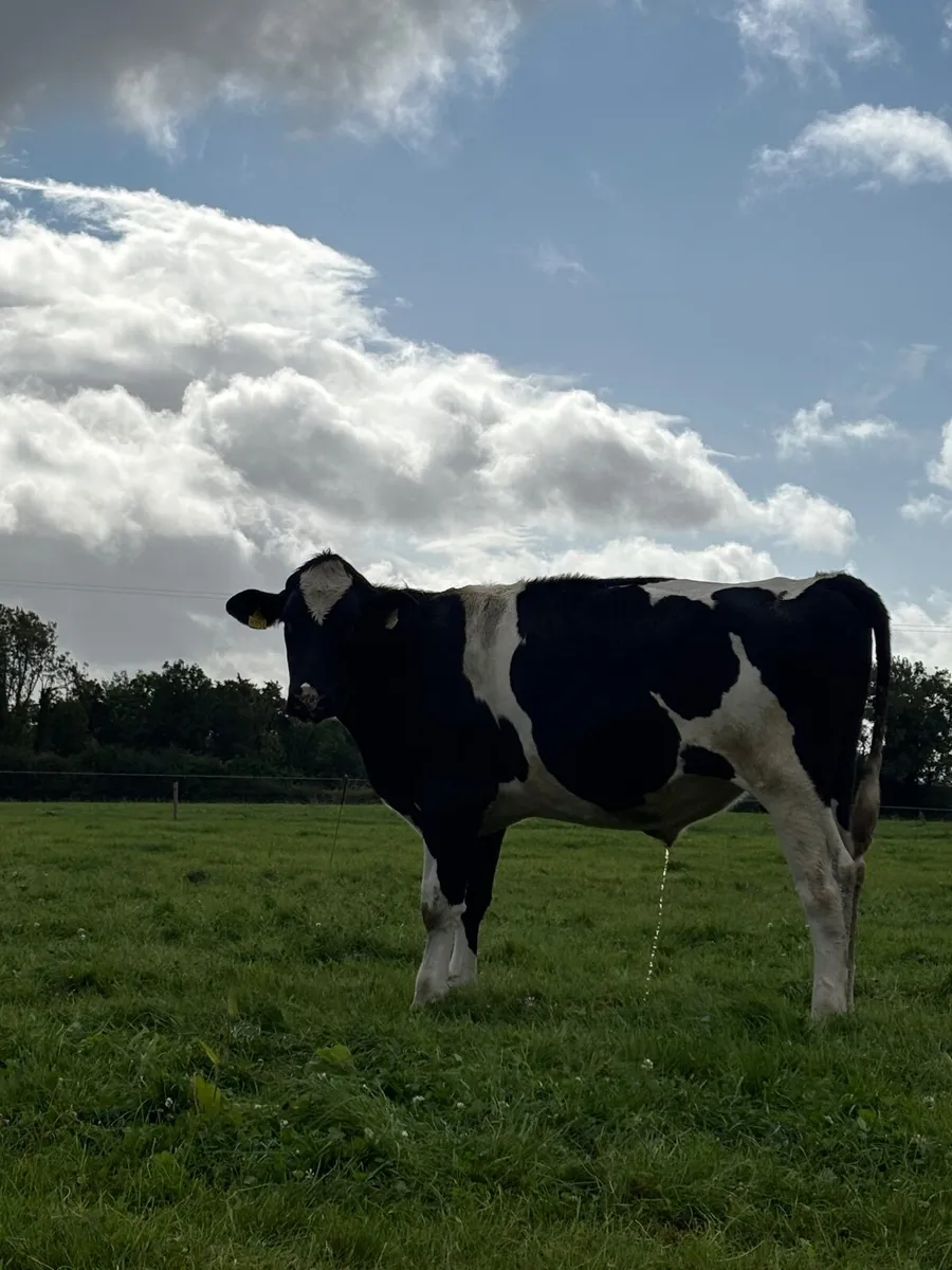 British Friesian Bullocks - Image 1
