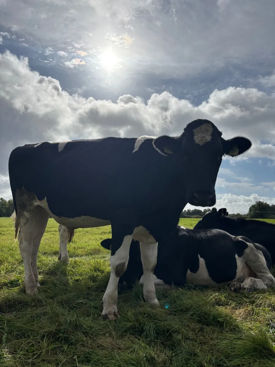 British Friesian Bullocks - Image 2