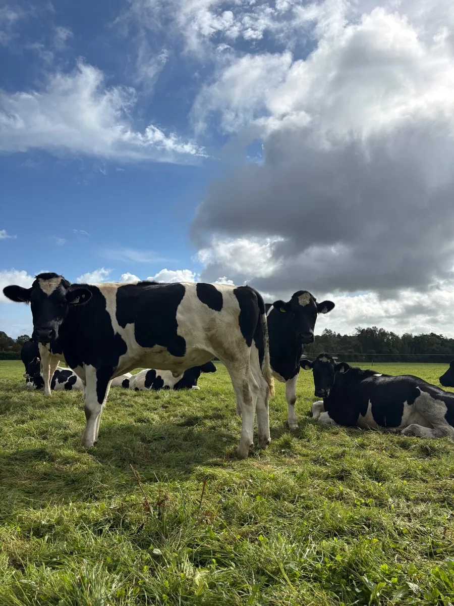 British Friesian Bullocks - Image 3