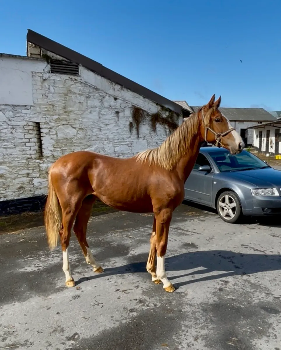 Sligo Candy Boy Gelding - Image 2