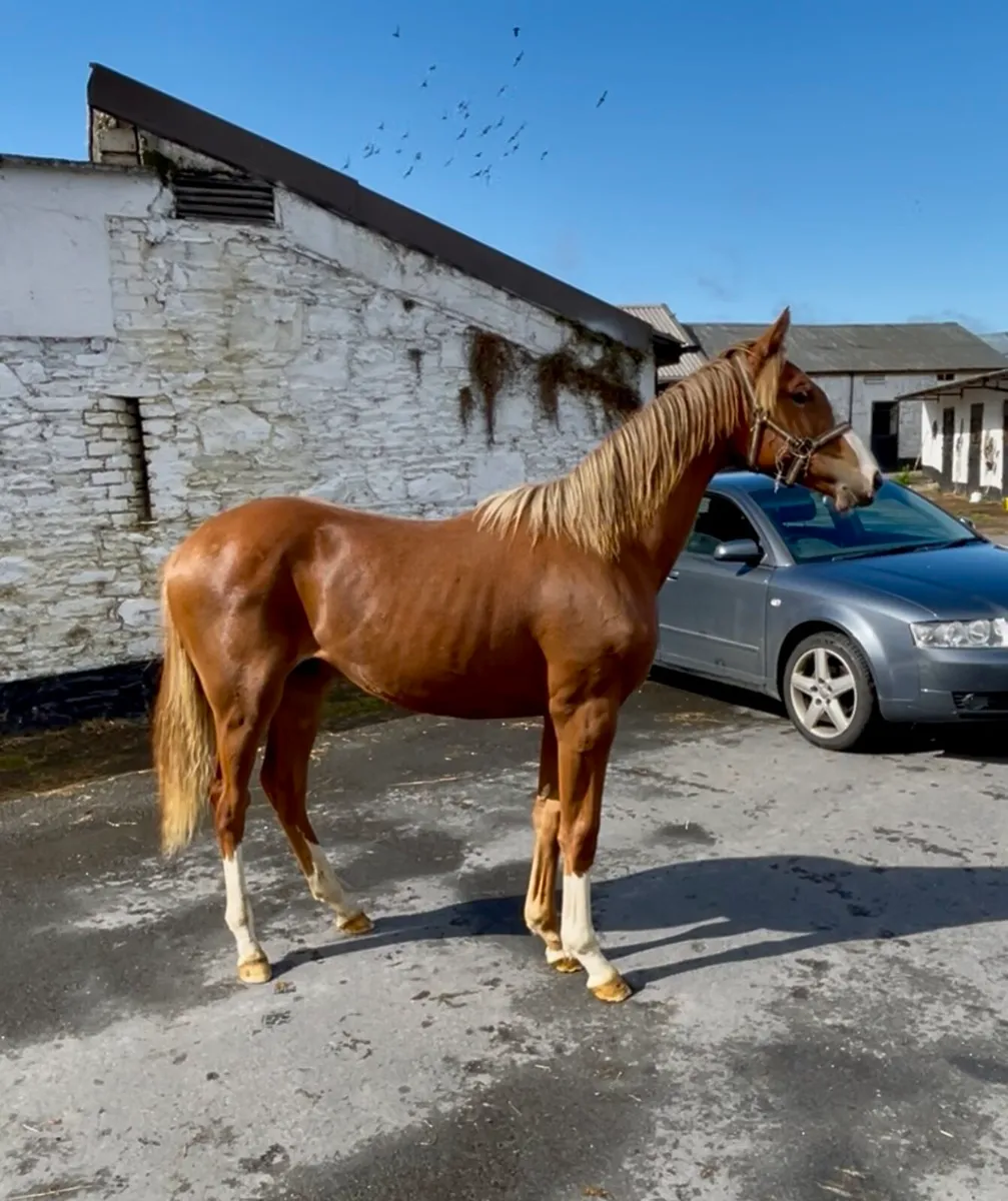 Sligo Candy Boy Gelding - Image 3