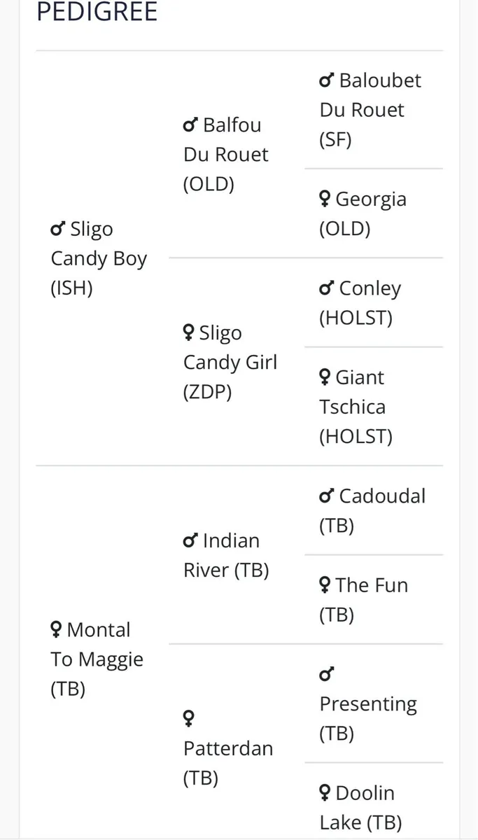 Sligo Candy Boy Gelding - Image 4