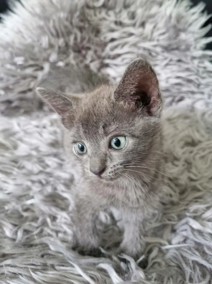 BSH/Burmilla/Tabby - Image 1