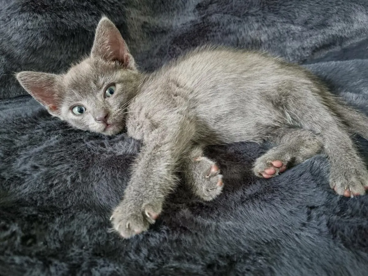 BSH/Burmilla/Tabby - Image 2