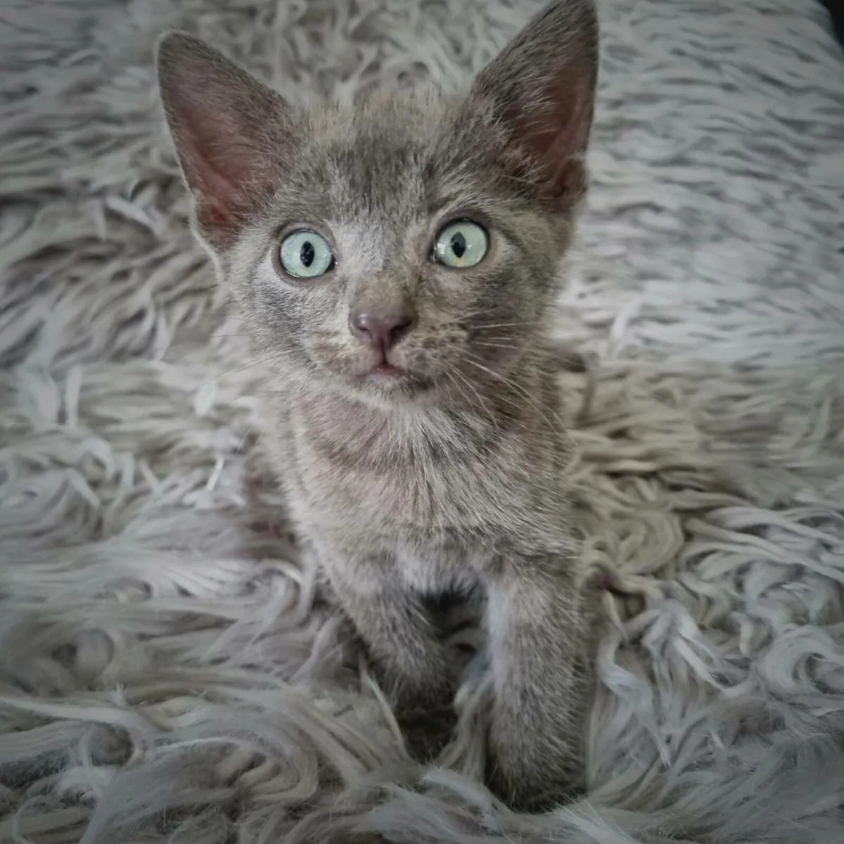 BSH/Burmilla/Tabby - Image 3