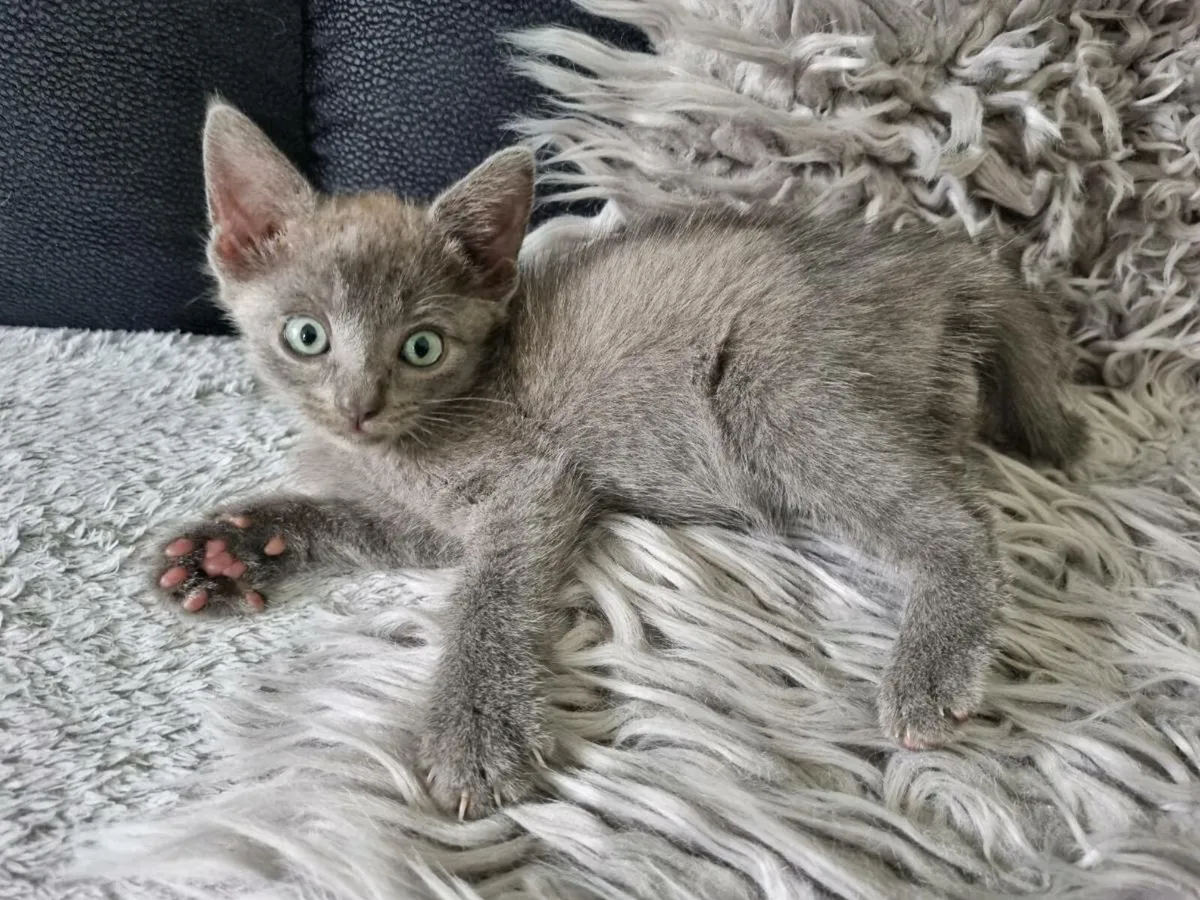 BSH/Burmilla/Tabby - Image 4