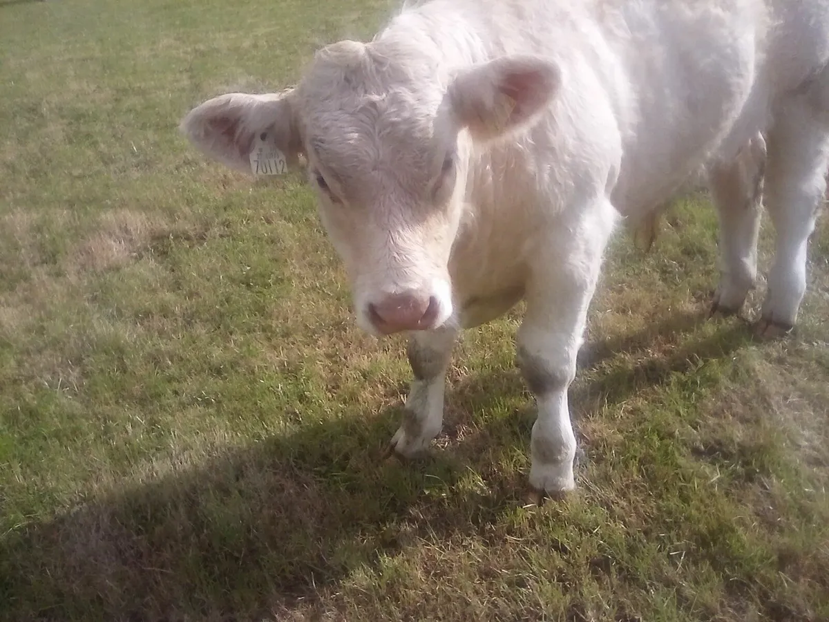 Charolais Gort Mart 28th August - Image 1
