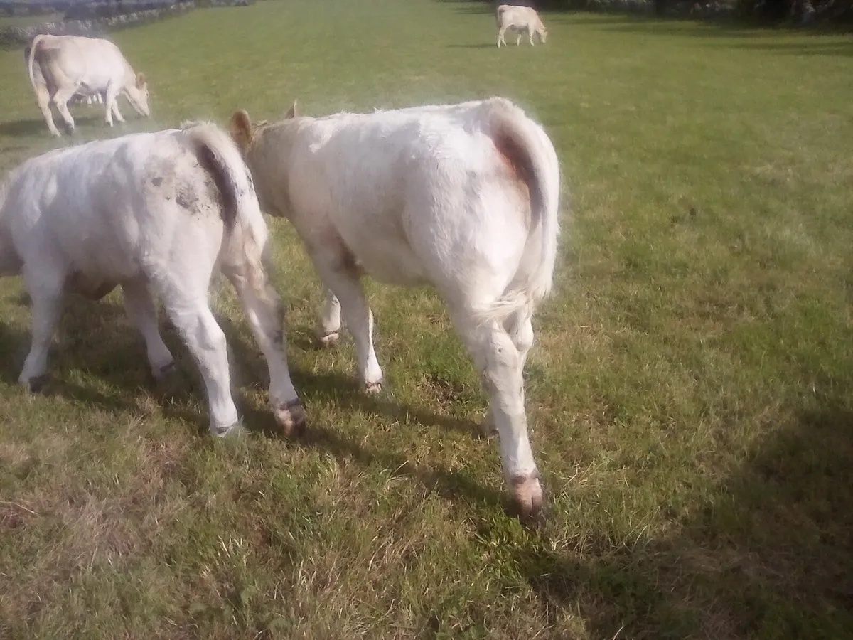 Charolais Gort Mart 28th August - Image 2