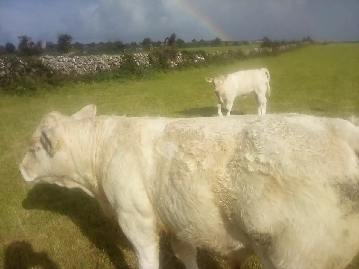 Charolais Gort Mart 28th August - Image 4
