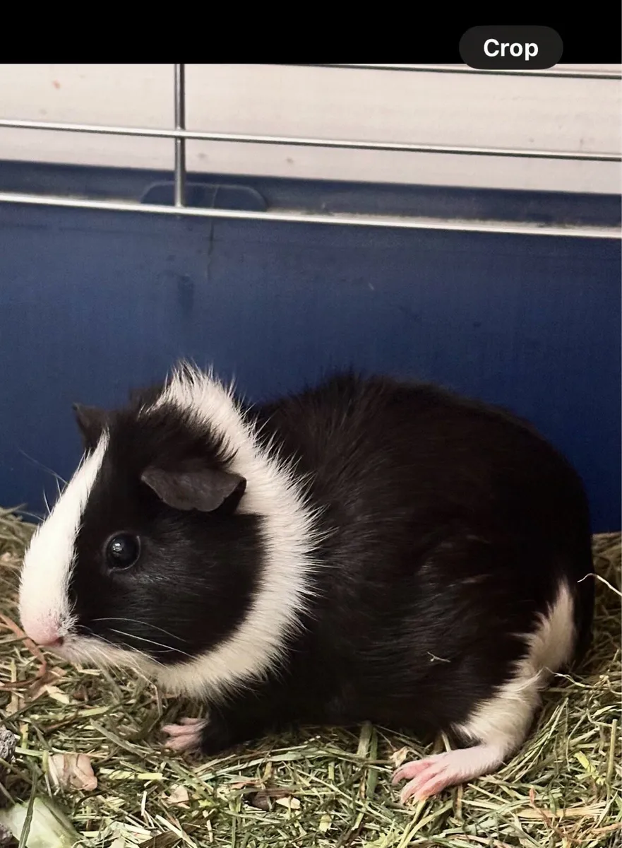 Guinea Pigs 2 females - Image 2