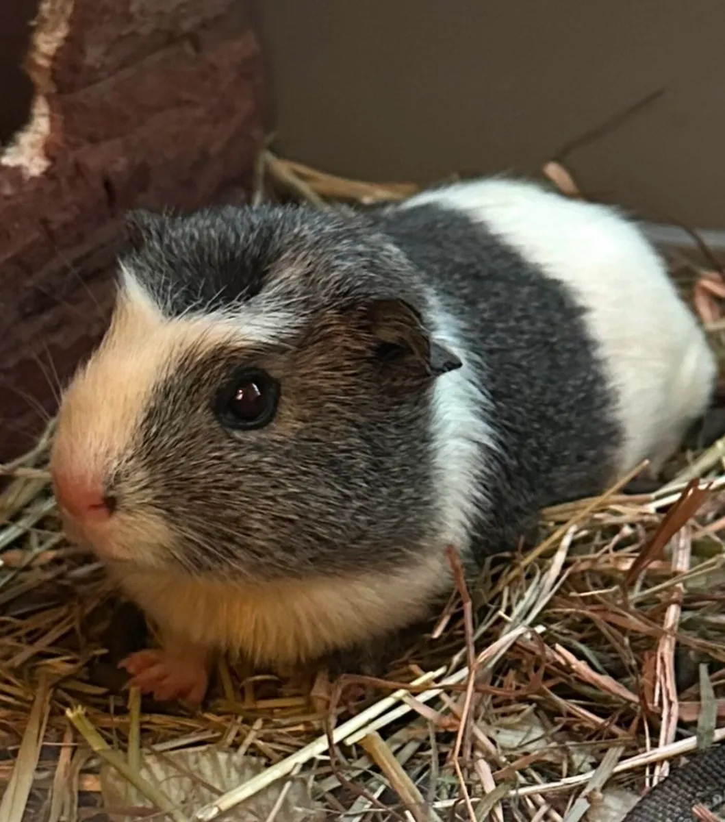 Guinea Pigs 2 females - Image 3