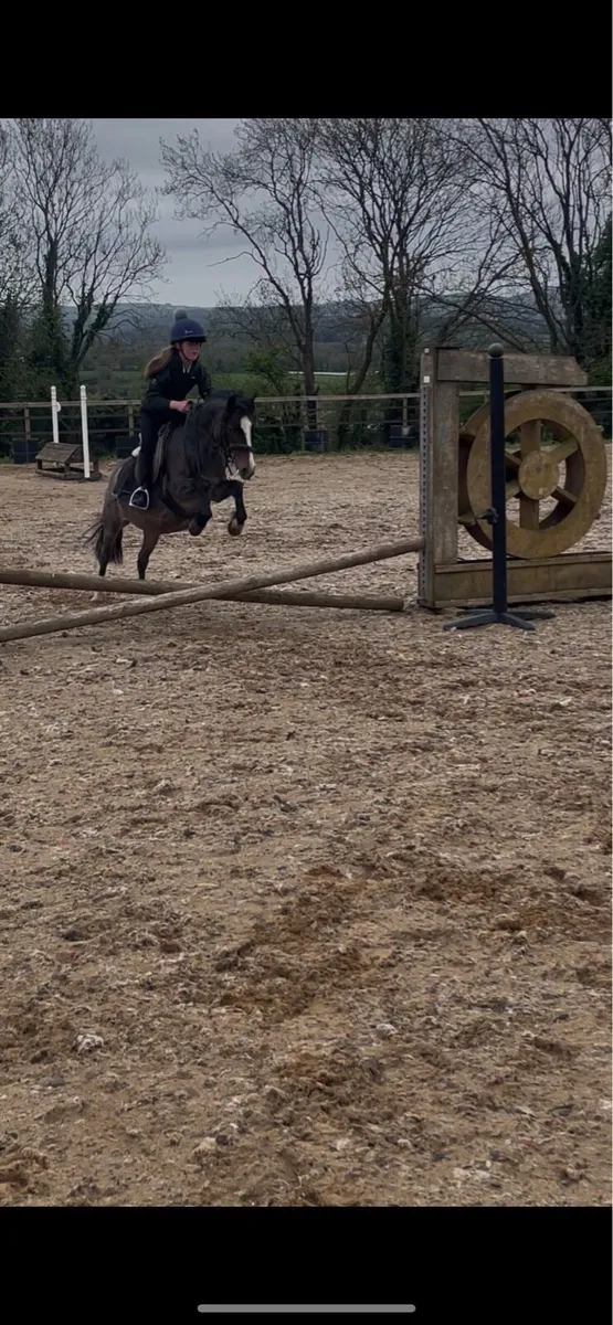 Pony - Image 1