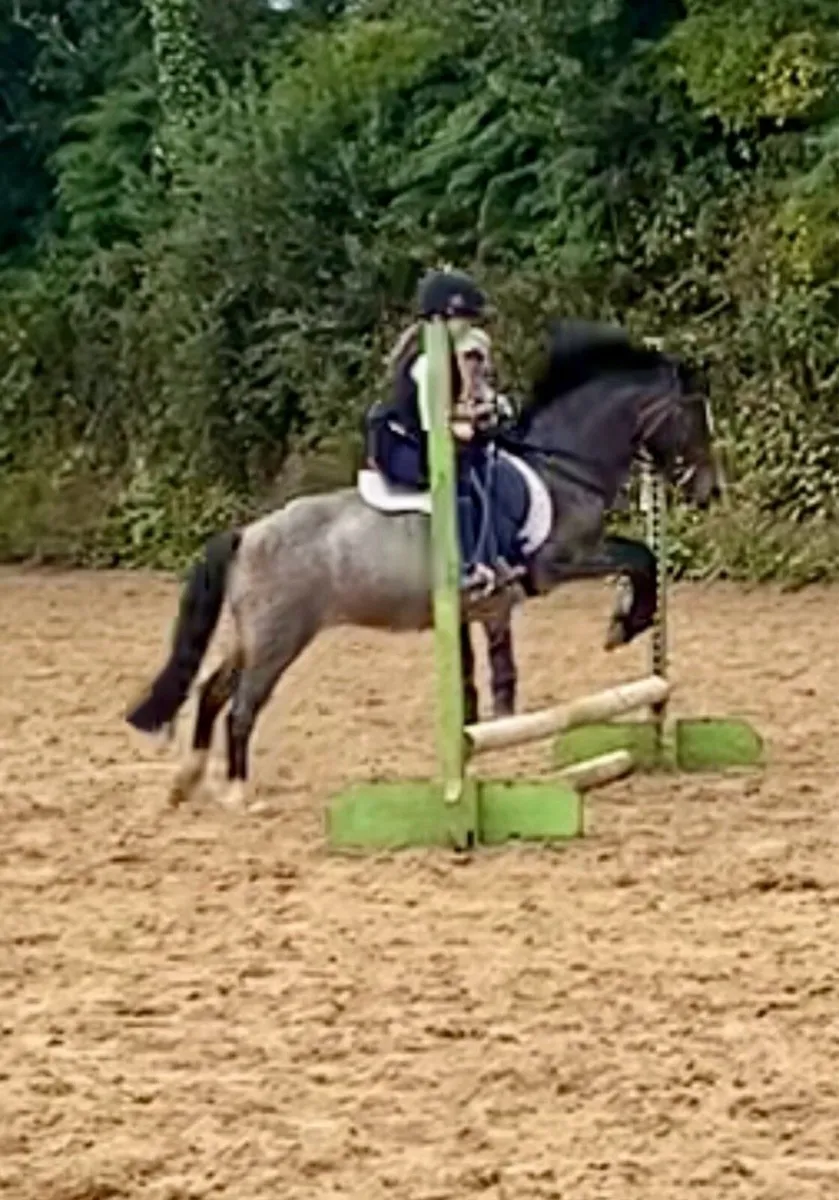 Pony - Image 3