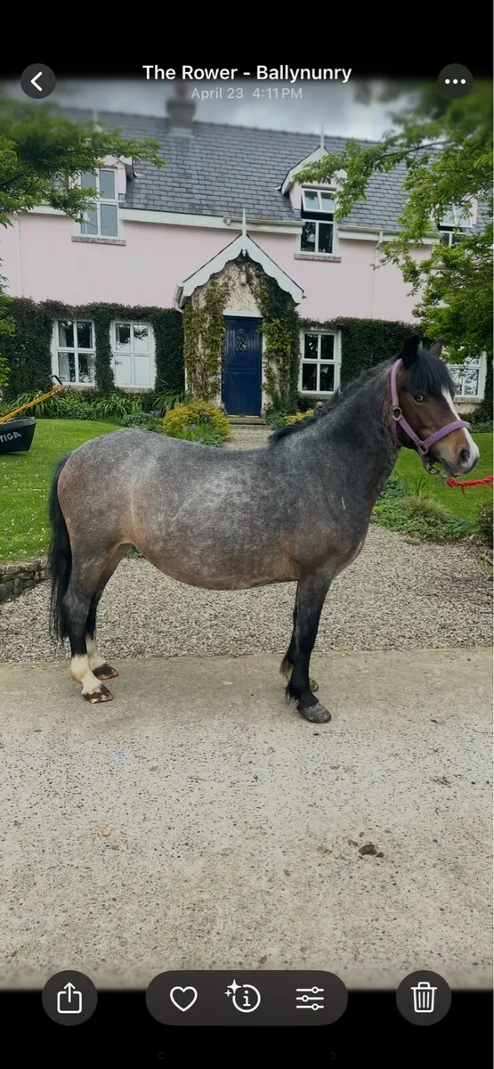 Pony - Image 4