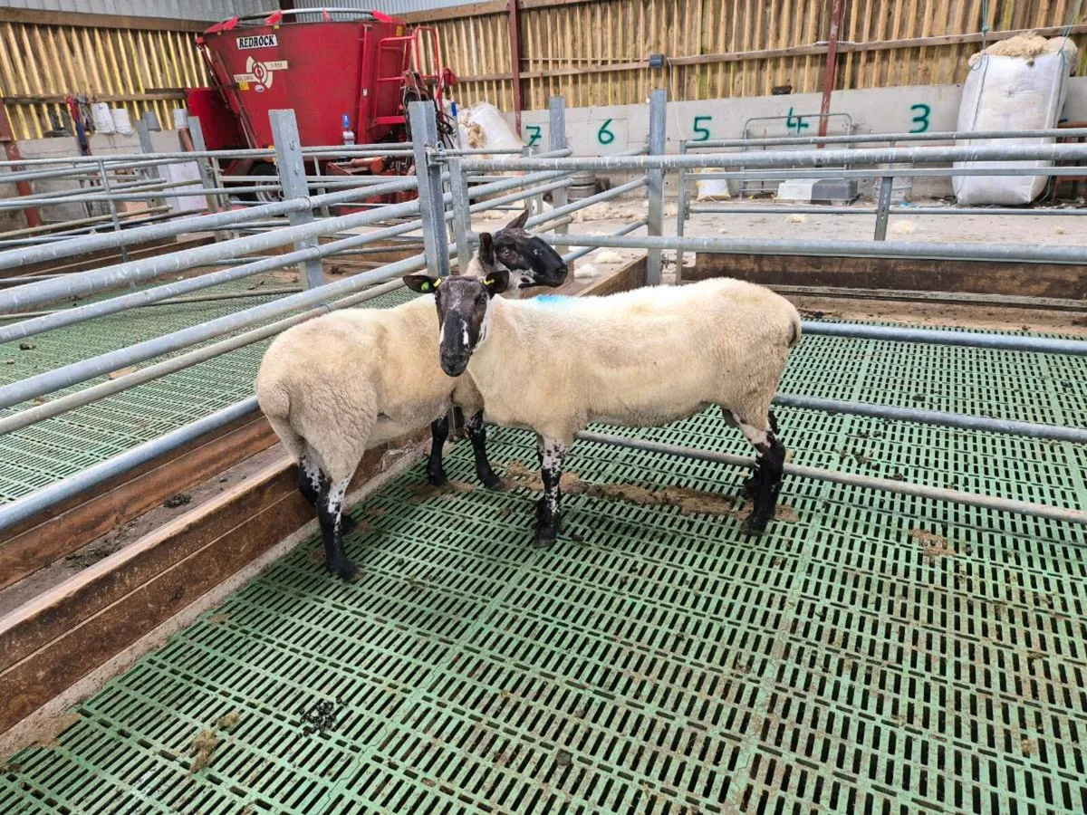 Sheep - Image 1