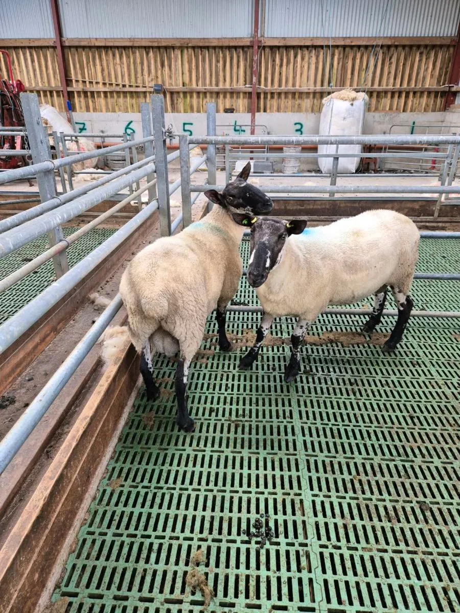 Sheep - Image 2
