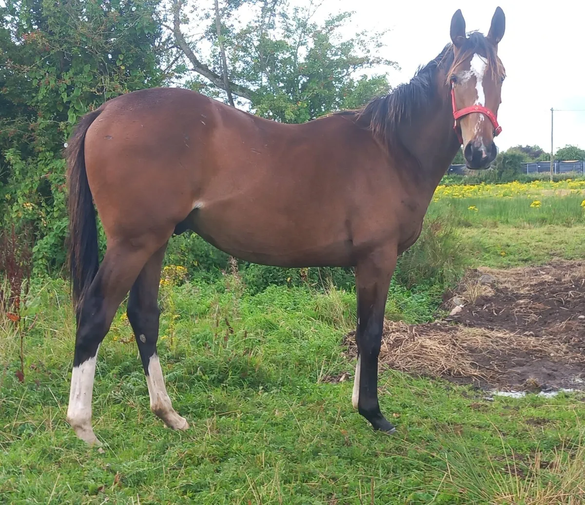 Thoroughbred yearling gelding - Image 1