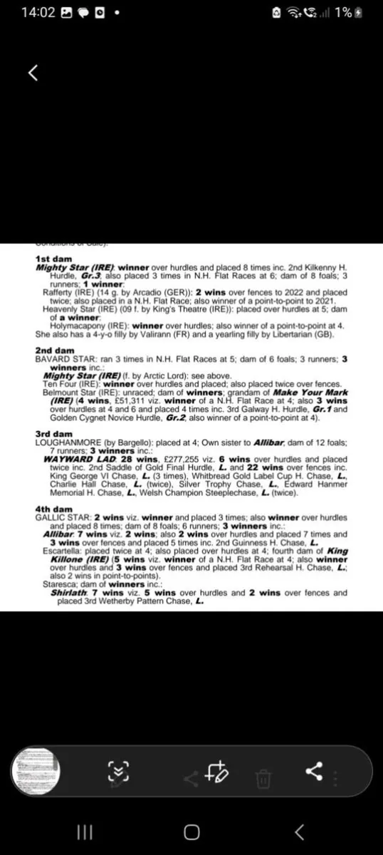 Thoroughbred yearling gelding - Image 2