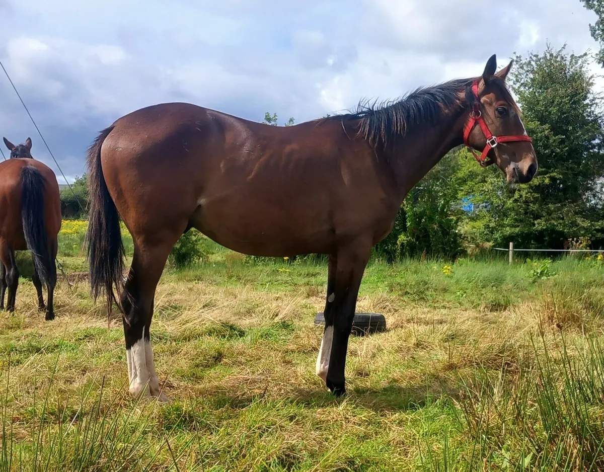 Thoroughbred yearling gelding - Image 3