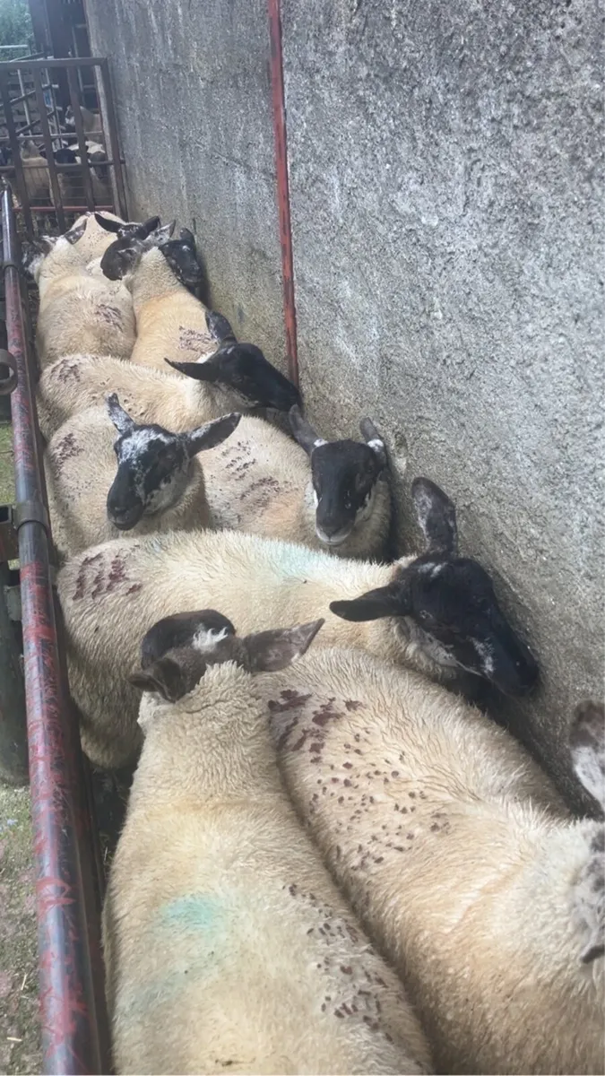 Borris Ewe Breeders Show and Sale 2025 - Image 2