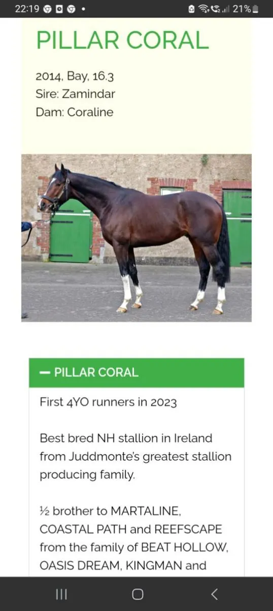 Thoroughbred yearling gelding - Image 4