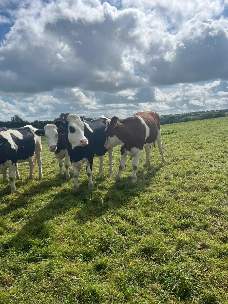 Hefers cavan mart - Image 1