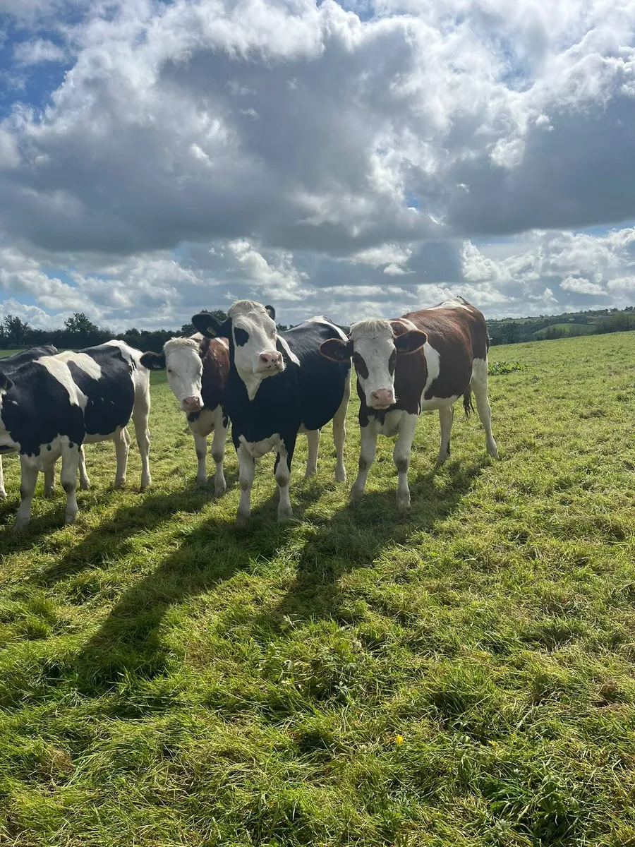 Hefers cavan mart - Image 2