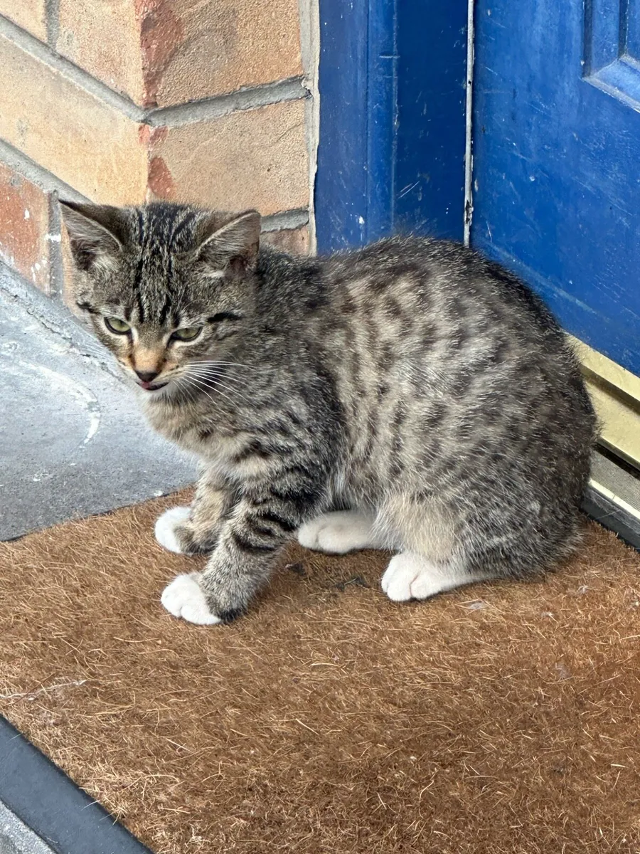 Kitten free to good home - Image 3