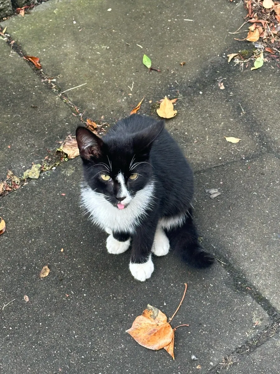Kitten free to good home - Image 4