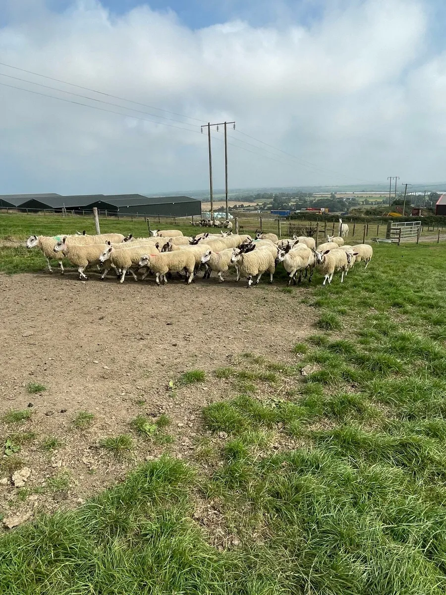 Super Ewe lambs - Image 1