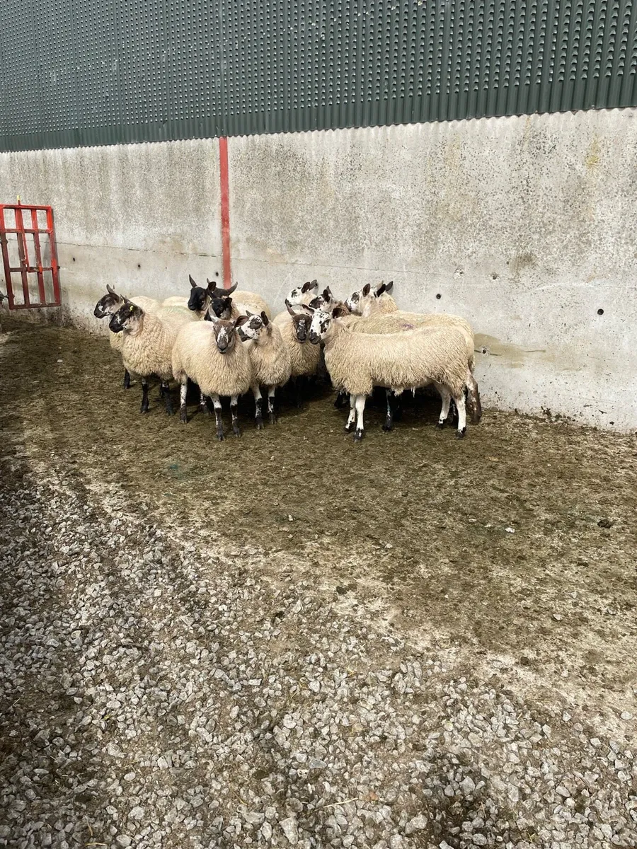 Super Ewe lambs - Image 2