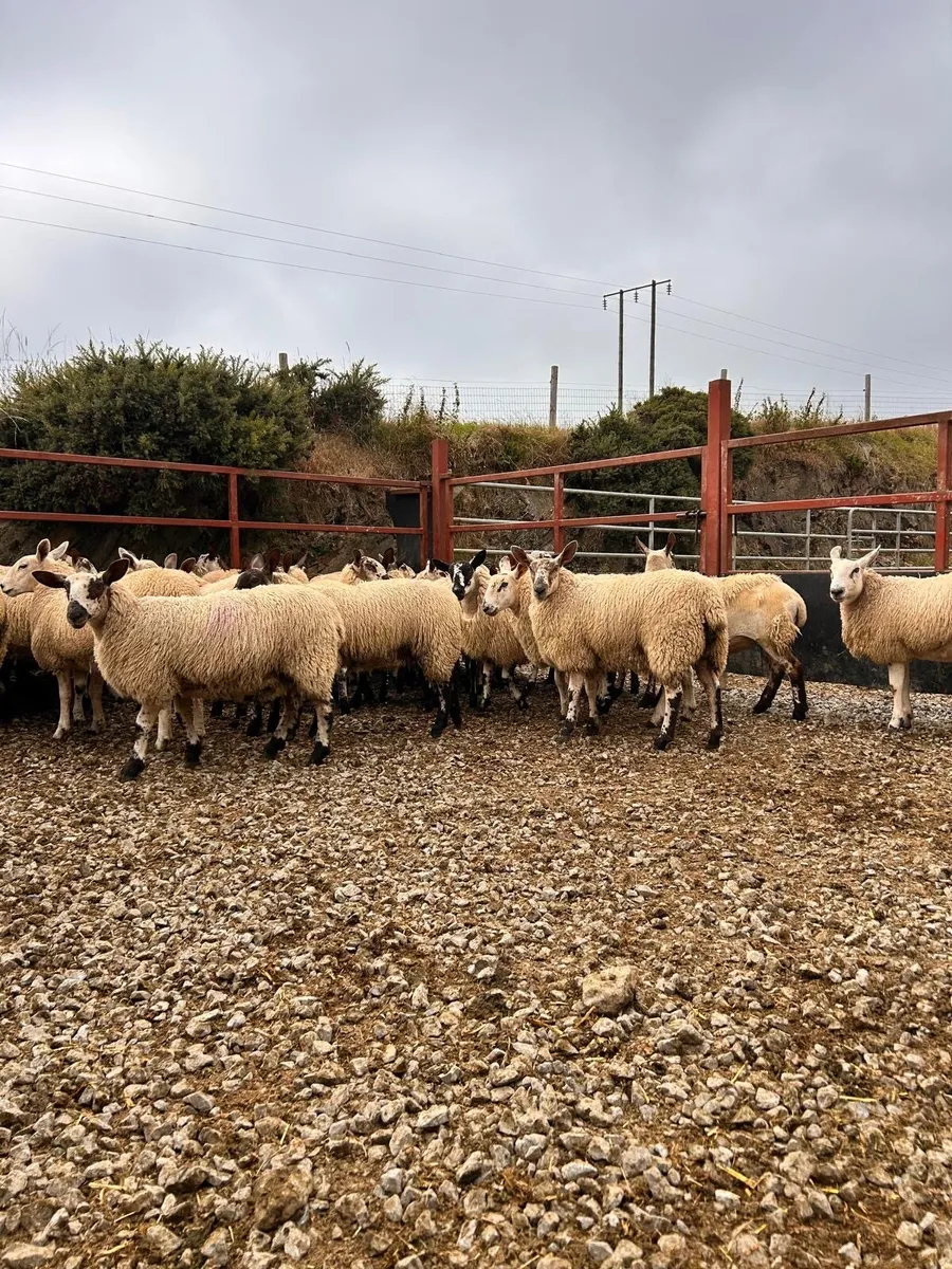 Super Ewe lambs - Image 4