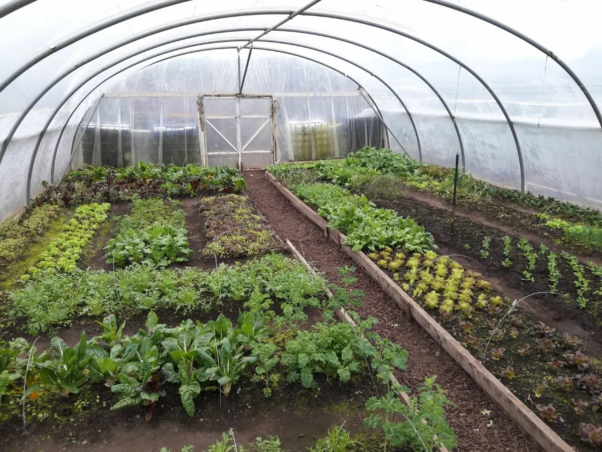 20m x 9m Robust Commercial Grade Polytunnel Frame - Image 2