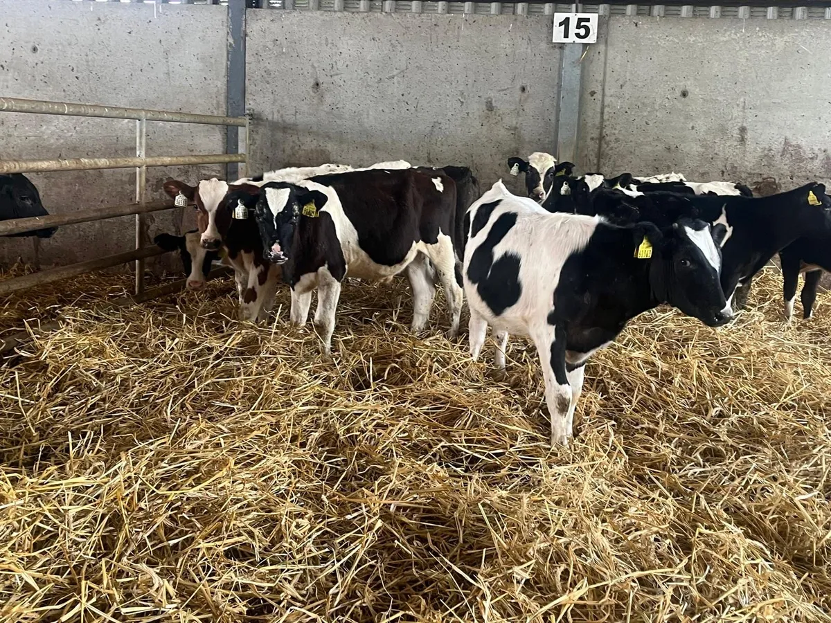 10 super British Frisian bullocks - Image 2