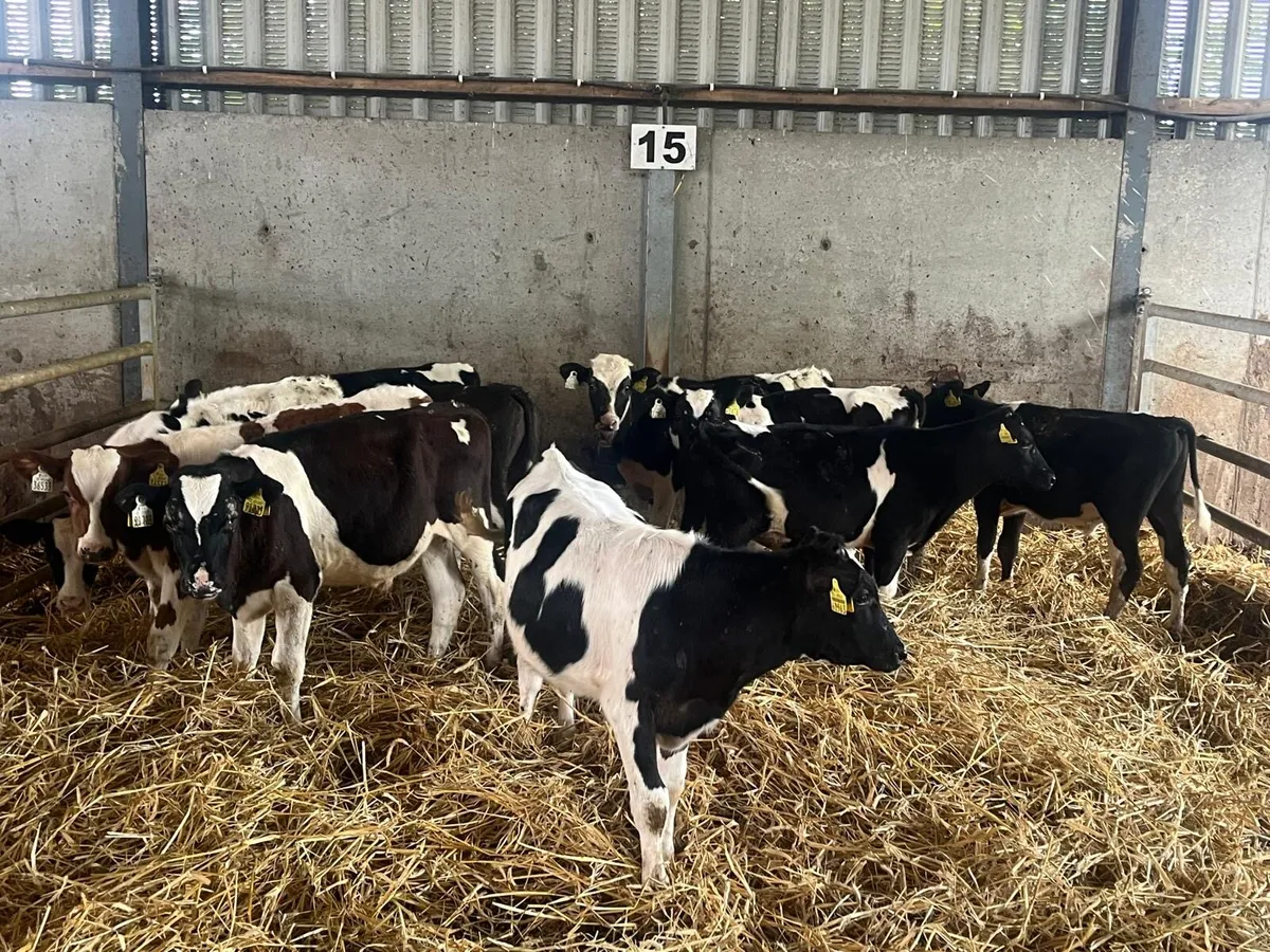 10 super British Frisian bullocks - Image 3