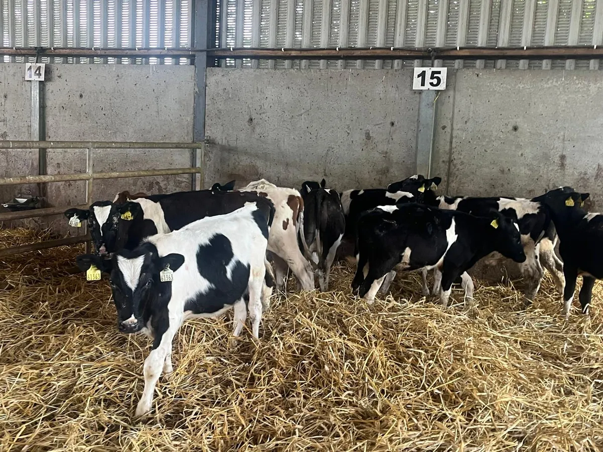 10 super British Frisian bullocks - Image 4