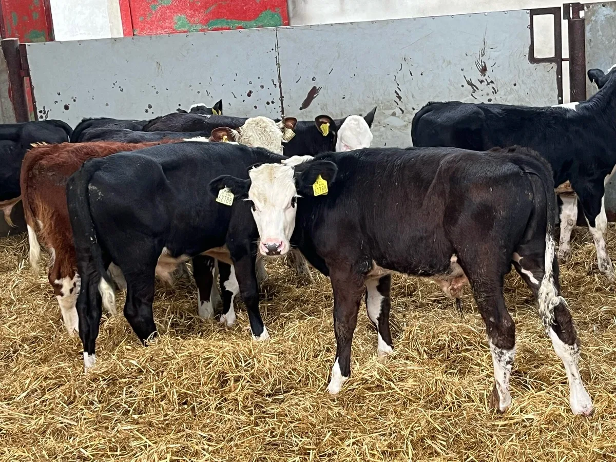 SUPER HEX BULL WEANLINGS - Image 1