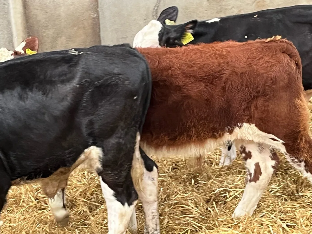 SUPER HEX BULL WEANLINGS - Image 2