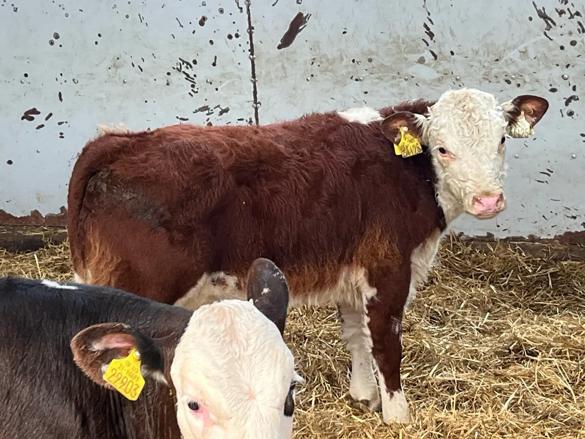 SUPER HEX BULL WEANLINGS - Image 3