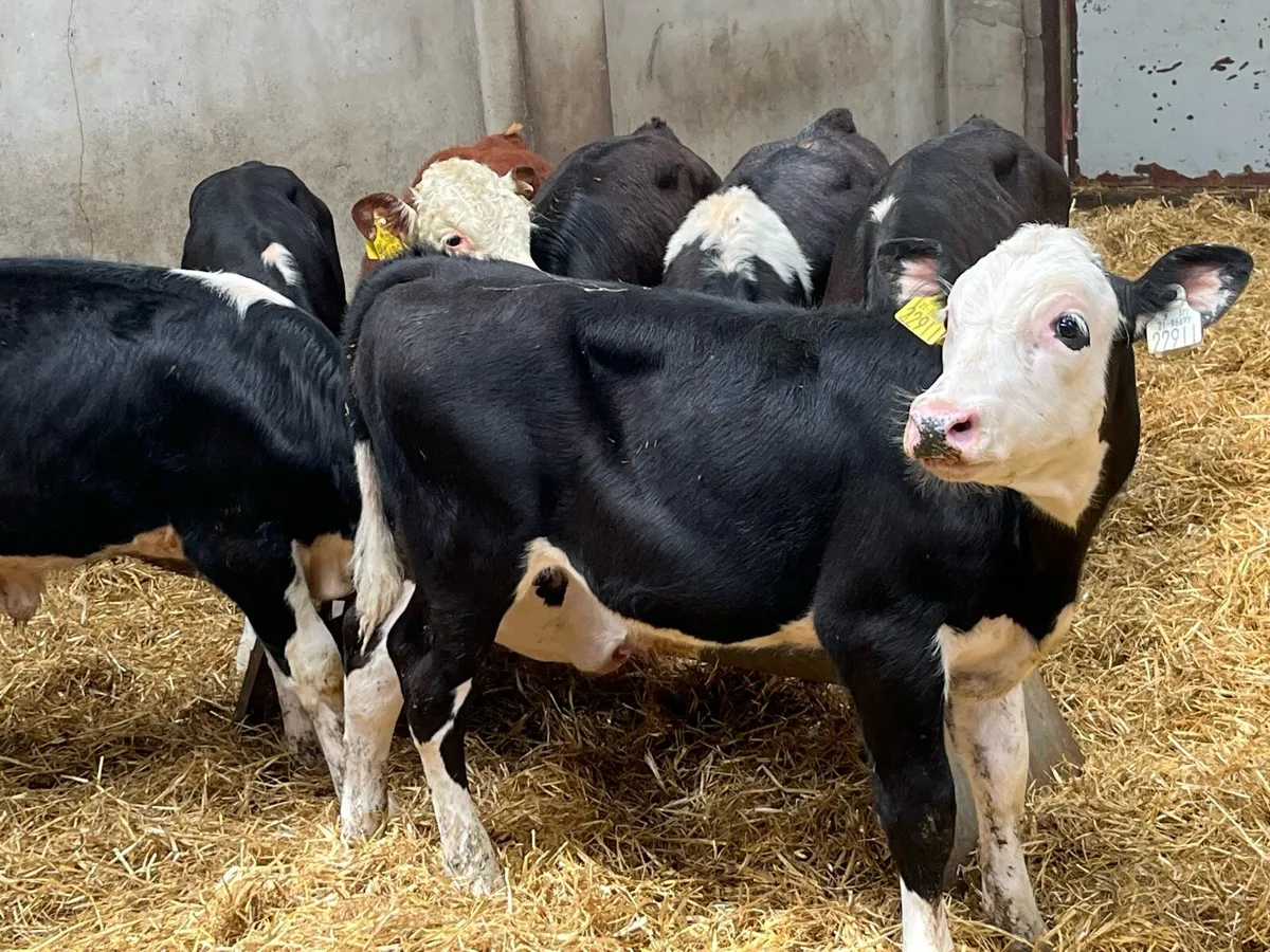 SUPER HEX BULL WEANLINGS - Image 4
