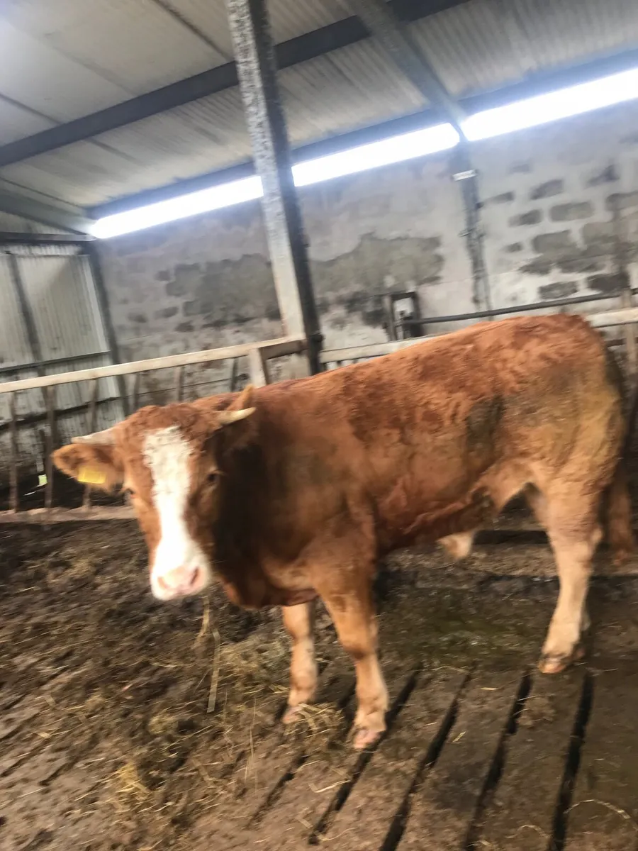 Cattle for sale - Image 1