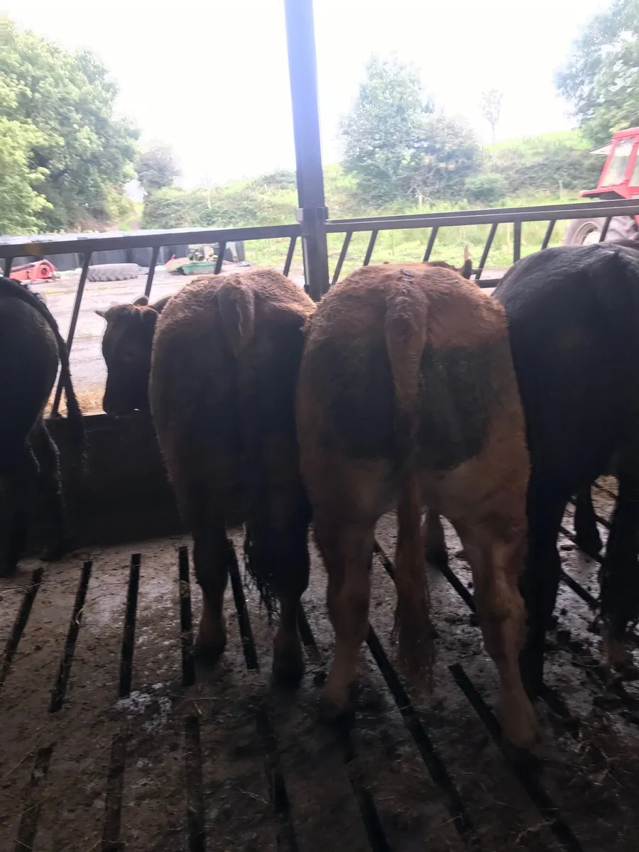 Cattle for sale - Image 2