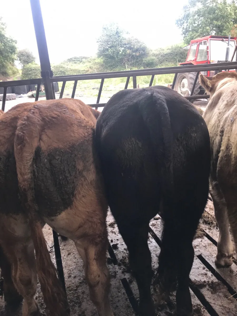 Cattle for sale - Image 3