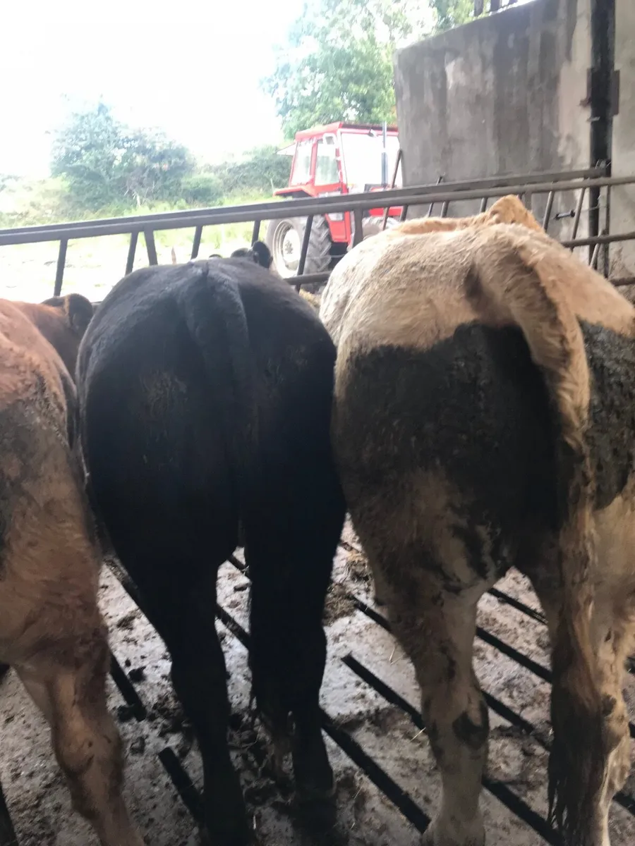 Cattle for sale - Image 4