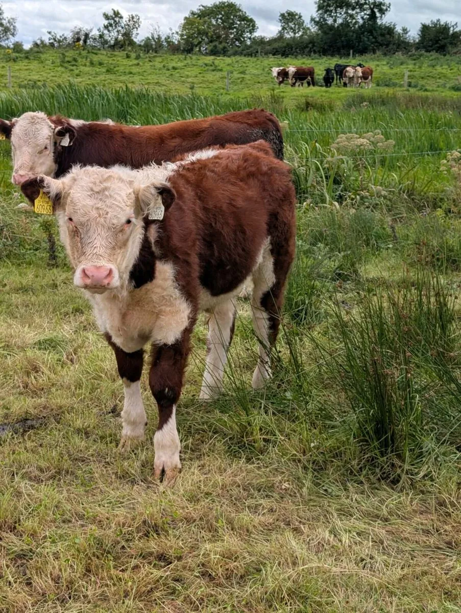 Pedigree Hereford Cows, Maiden Heifers and Calves - Image 3
