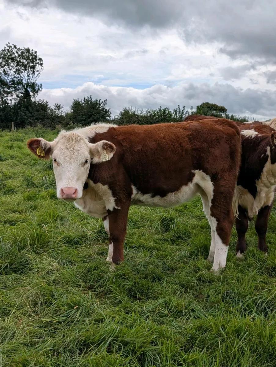 Pedigree Hereford Cows, Maiden Heifers and Calves - Image 4