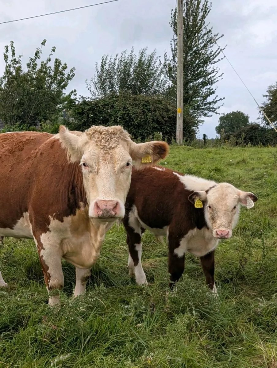 Pedigree Hereford Cows, Maiden Heifers and Calves - Image 1