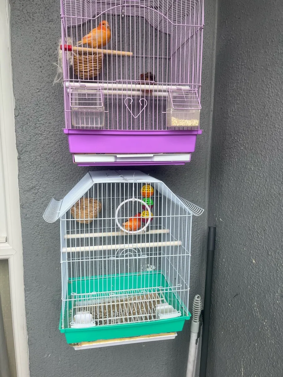 Canary’s - Image 1