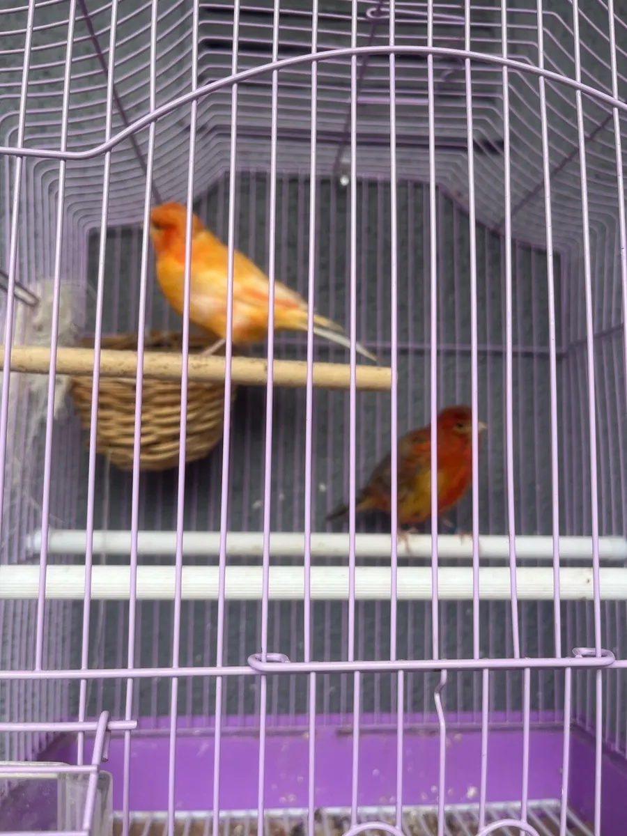 Canary’s - Image 2