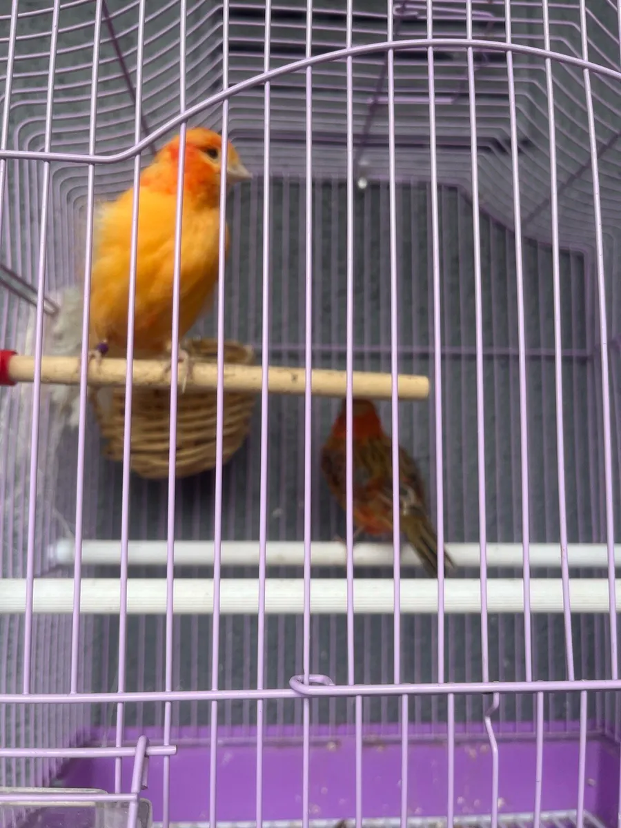 Canary’s - Image 3